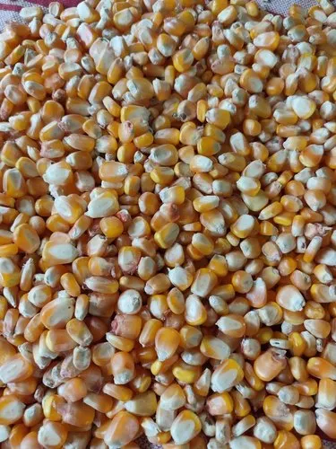 Jagung Pipil Kering